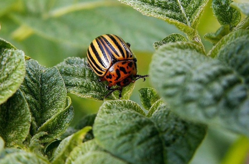 Колорадський жук на картоплі Колорадський жук на картоплі