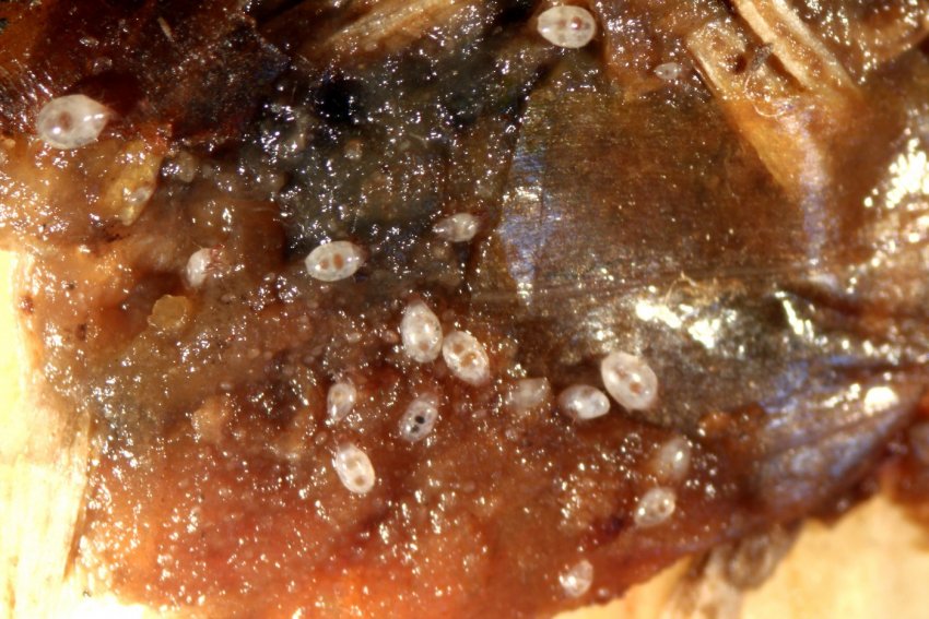 Кореневої цибулевий кліщ Кореневої цибулевий кліщ