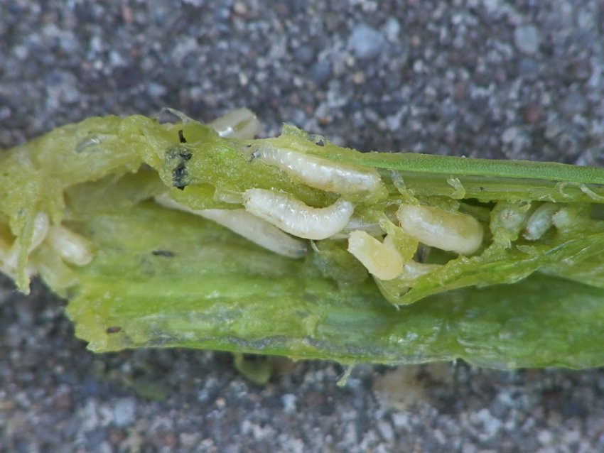 Личинки цибулевої мухи Личинки цибулевої мухи