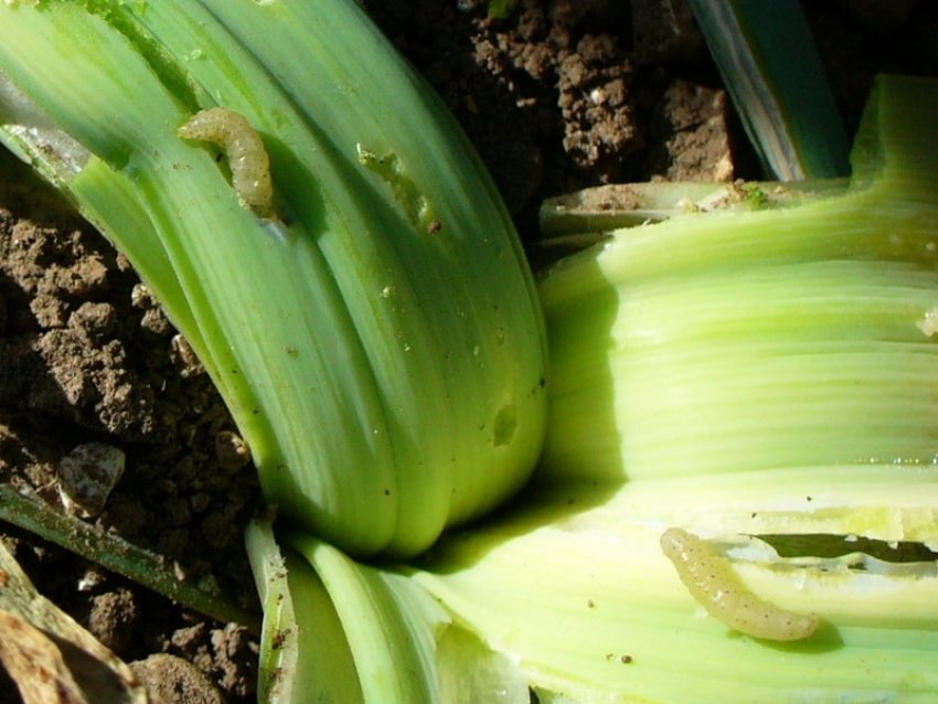 Личинки цибульного прихованохоботника Личинки цибульного прихованохоботника