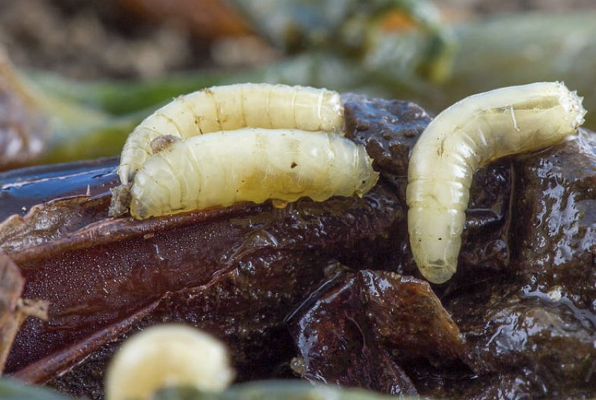 Личинки цибулевої молі Личинки цибулевої молі