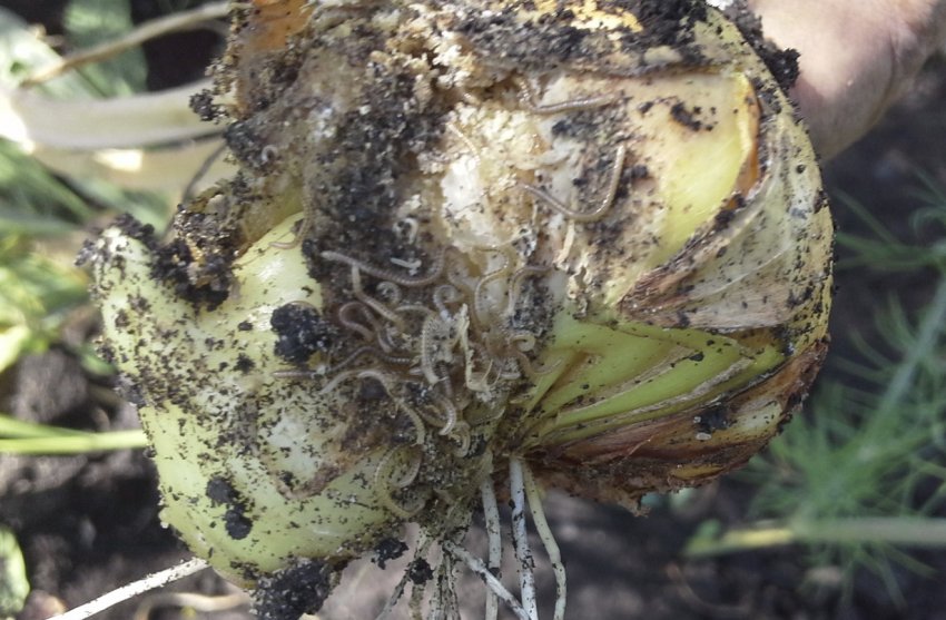 Цибульні нематоди Цибульні нематоди