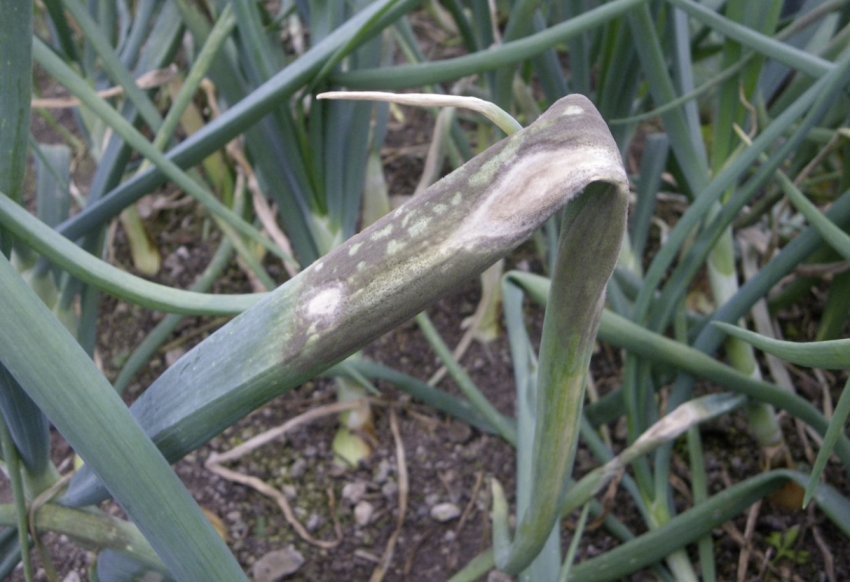 Борошниста роса на луці Борошниста роса на луці