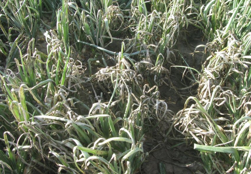 Ознаки пероноспорозу на луці Ознаки пероноспорозу на луці