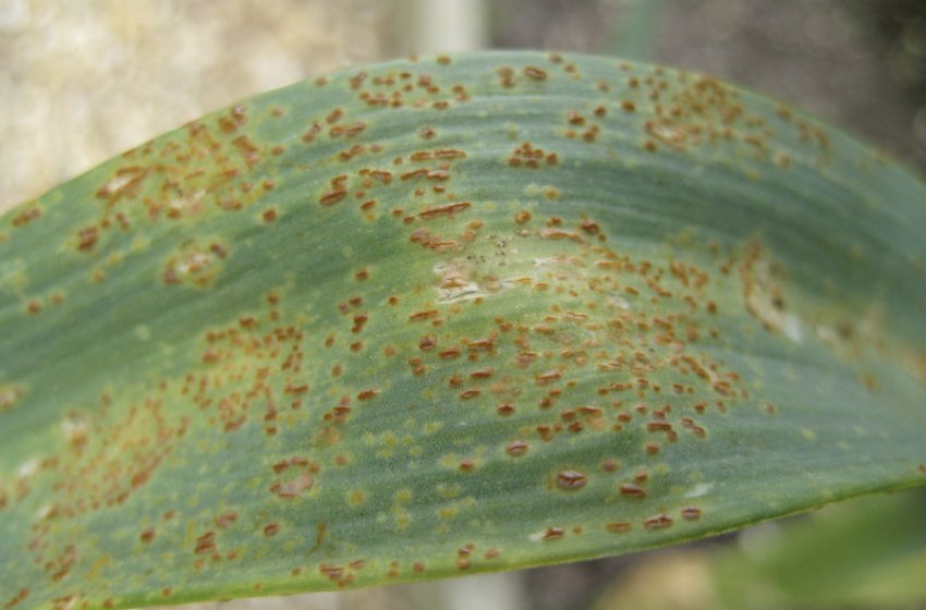 Іржа цибулі Іржа цибулі