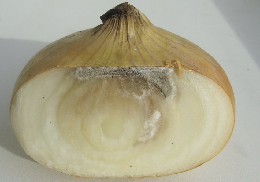 Шейковая гниль на голівці цибулі Шейковая гниль на голівці цибулі