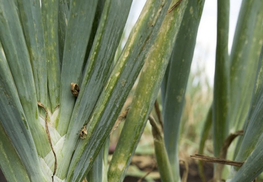 Мозаїка цибулі Мозаїка цибулі