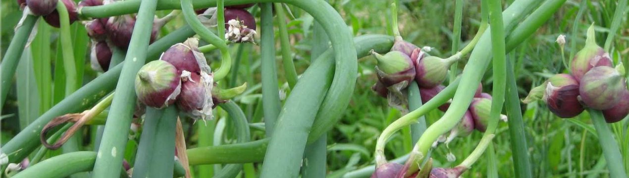 Особливості вирощування двох'ярусного лука