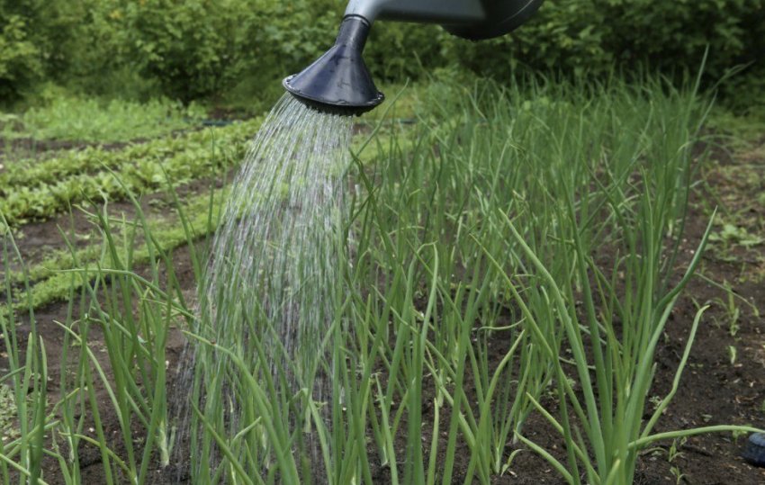 Полив цибулі Полив цибулі