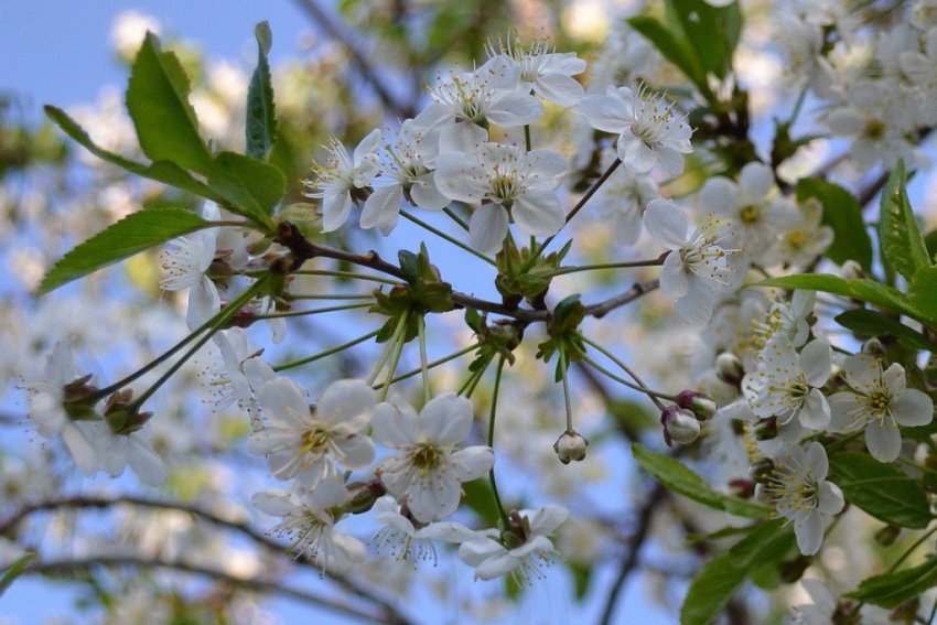 Квітуча вишня Загорська Квітуча вишня Загорська