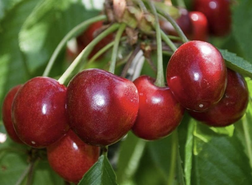 Вишня Загрьевская Вишня Загрьевская