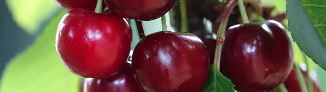 Особливості посадки і догляду за вишнею «Загорьевская»