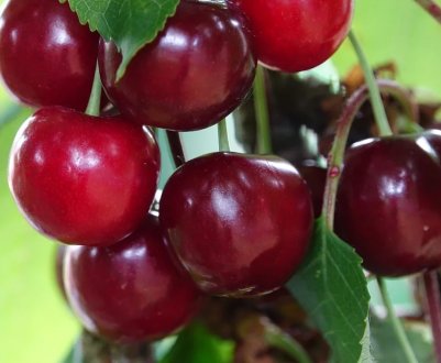 Особливості посадки і догляду за вишнею «Загорьевская»