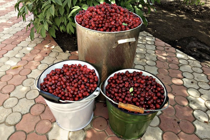 Урожай вишні Загорьевская Урожай вишні Загорьевская