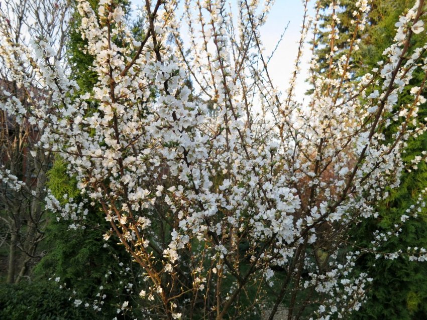 Кущеподібна вишня Загорьевская Кущеподібна вишня Загорьевская