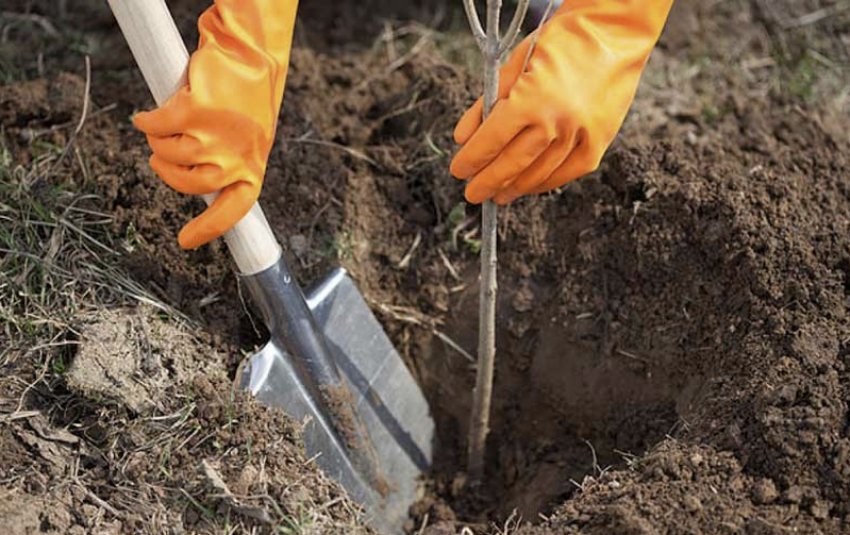 Посадка вишні Посадка вишні