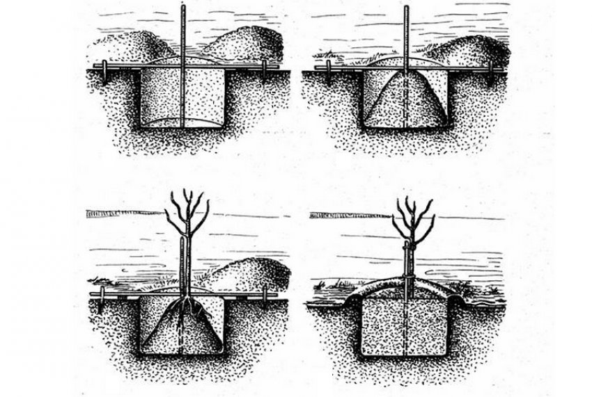 Етапи посадки вишні Етапи посадки вишні
