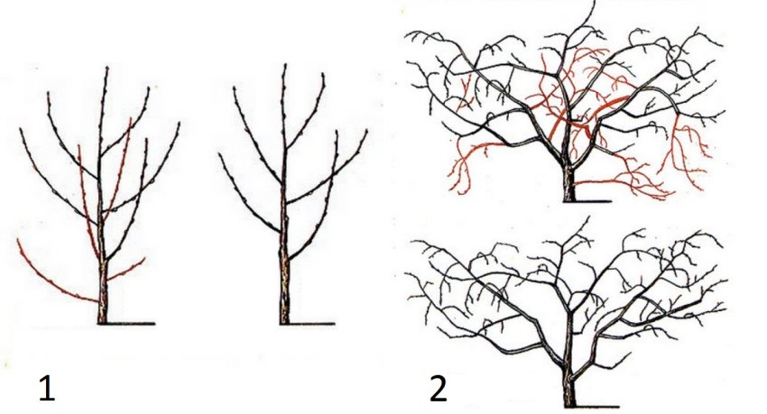 Формування кустообразной вишні Формування кустообразной вишні