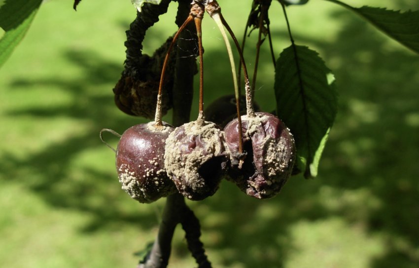 Моніліоз вишні Моніліоз вишні