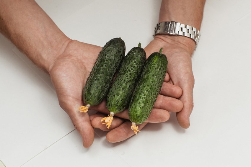 Огірки Фурор Огірки Фурор