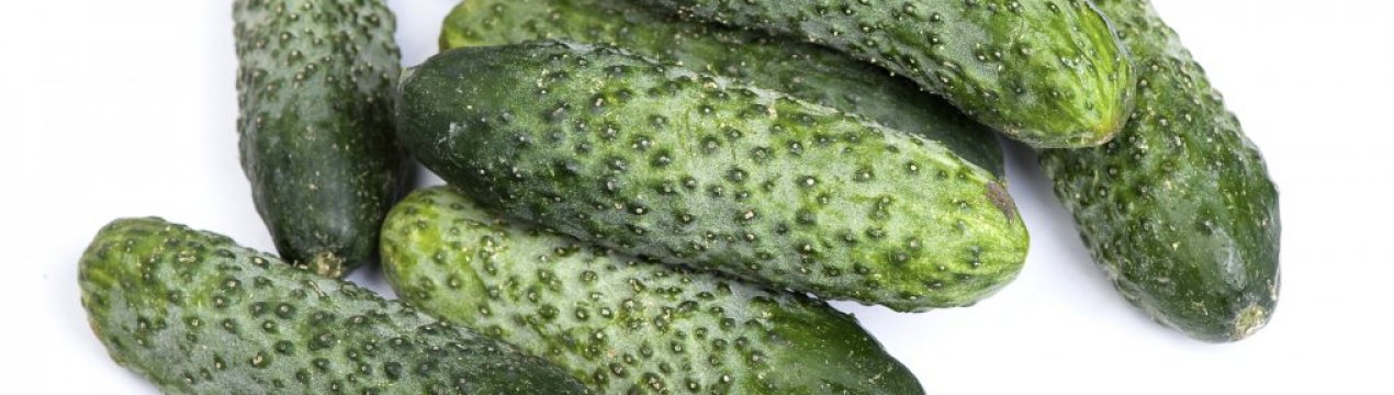 Сорт огірків Фурор: характеристика, вирощування і догляд