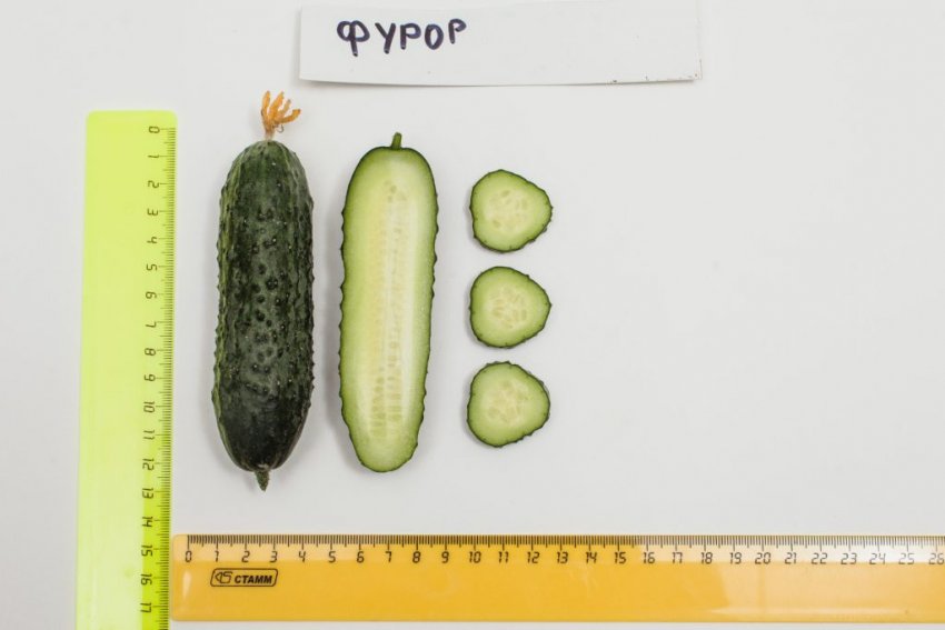 Огірки Фурор Огірки Фурор