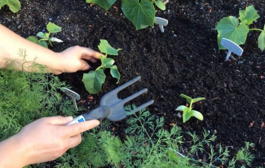 Розпушування ґрунту біля огірків Розпушування ґрунту біля огірків