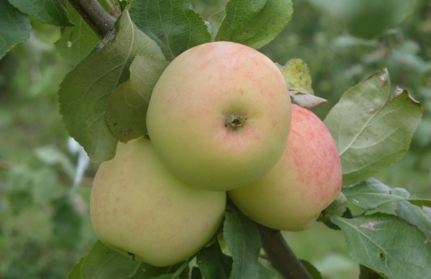 Яблуня Московське пізніше