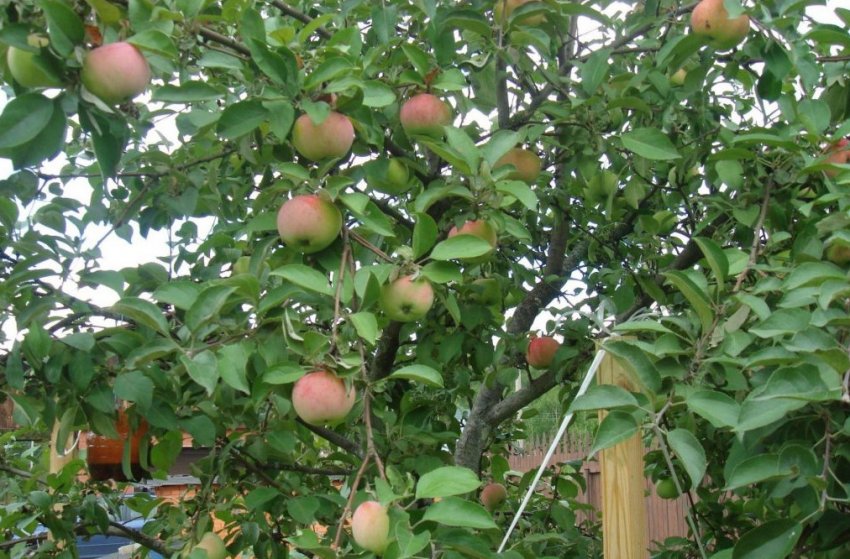 Яблуня Московське пізніше