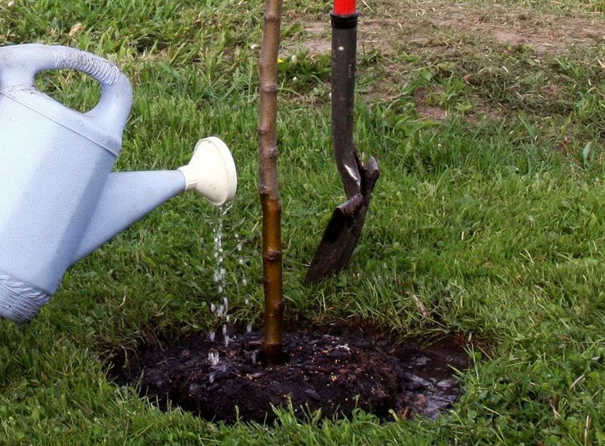 Полив яблуні