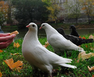 Які інфекції та хвороби переносять голуби і як від них вберегтися?