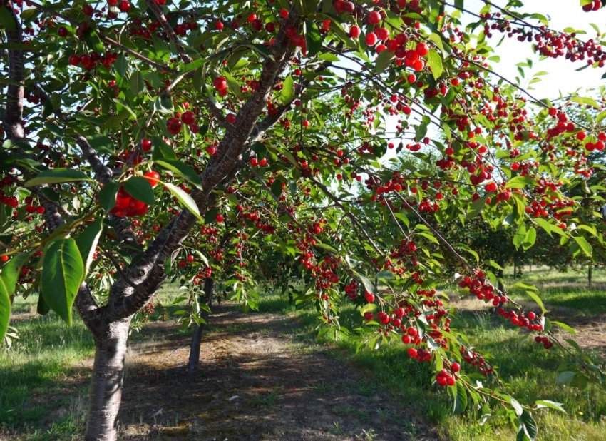 Вишня сорту Ксенія Вишня сорту Ксенія