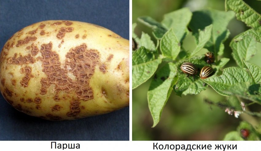 Хвороби і шкідники картоплі Хвороби і шкідники картоплі