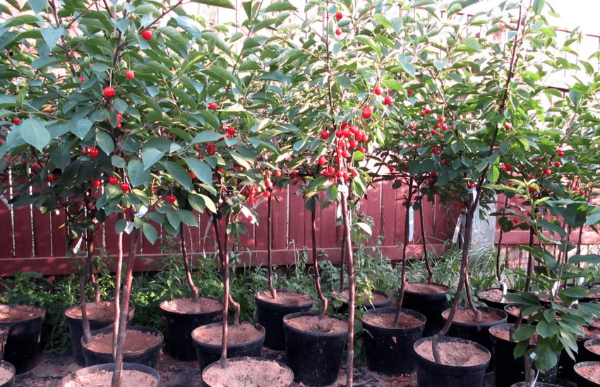 Вибір саджанці вишні Вибір саджанці вишні