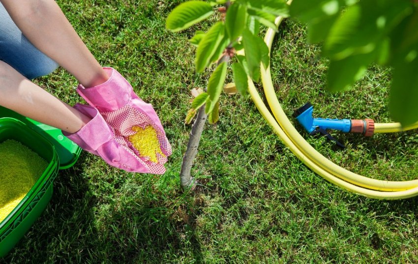 Підживлення вишні Підживлення вишні