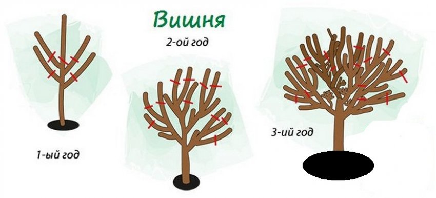 Обрізка вишні Обрізка вишні