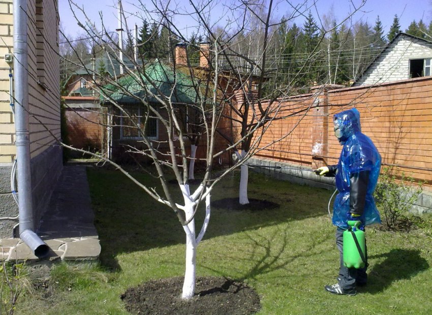 Обприскування вишні Обприскування вишні