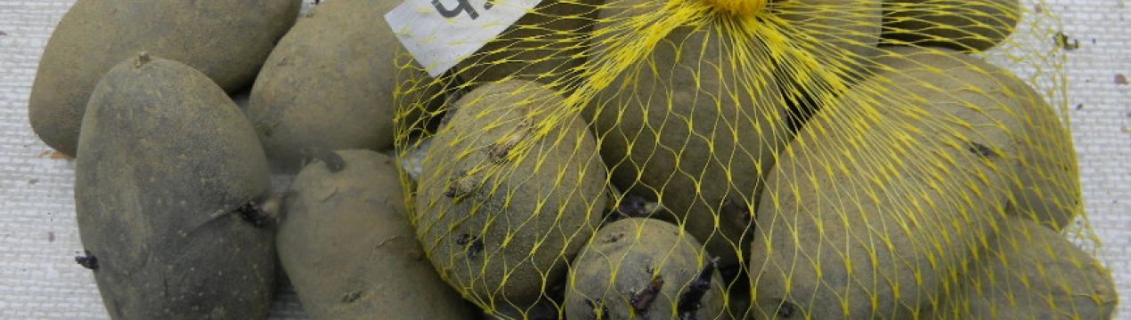 Картопля Чавунка: опис та характеристика, агротехніка посадки та догляд