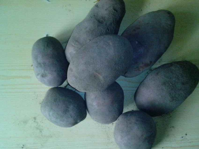 Сорт картофеля Чугунка: ботаническое описание и характеристика, особенностивыращивания и ухода, фото