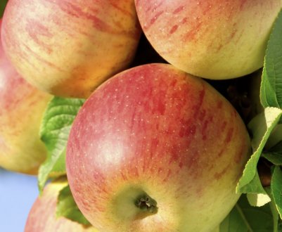 Характеристика і опис сортів карликових яблунь