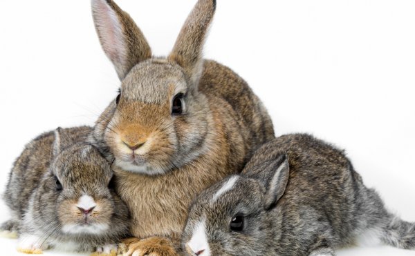 Зачем кроликам нужен соликокс?