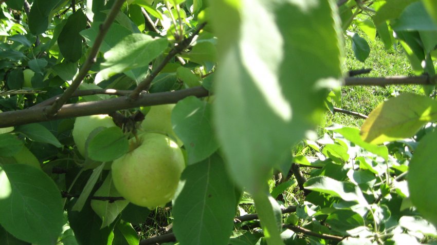 Яблуня Пролісок