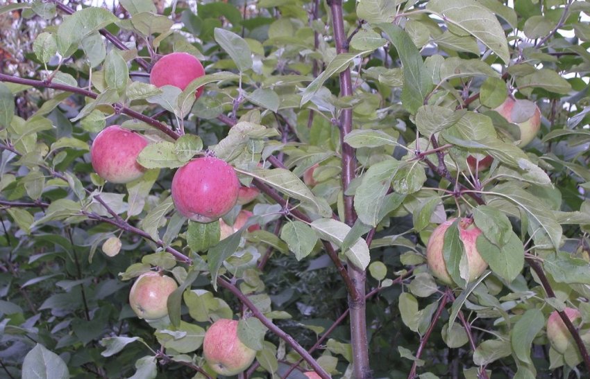 Яблуня Легенда