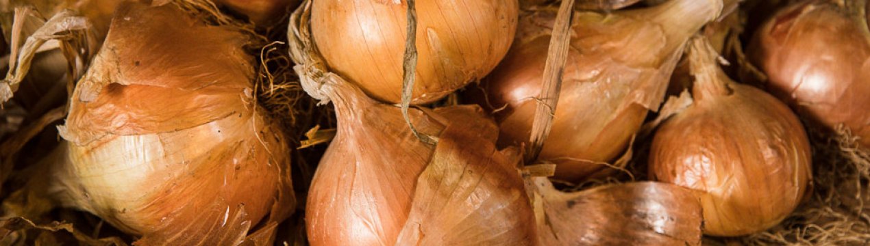 Особливості посадки і догляду за цибулею Глобо