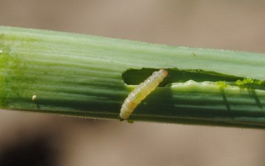 Цибульна моль