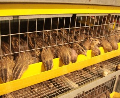 Як зробити годівницю для перепелів своїми руками