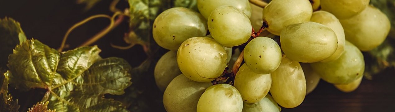 Івано-Франківська область повертається до вирощування винограду
