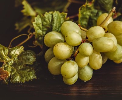 Івано-Франківська область повертається до вирощування винограду