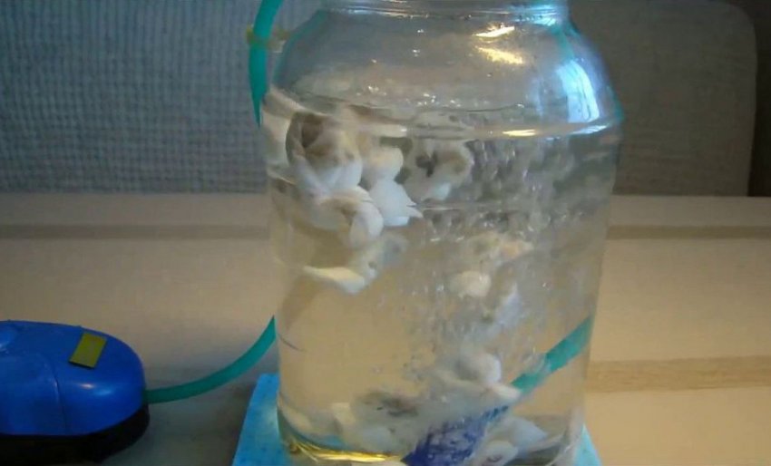 Барботирование насіння капусти Барботирование насіння капусти