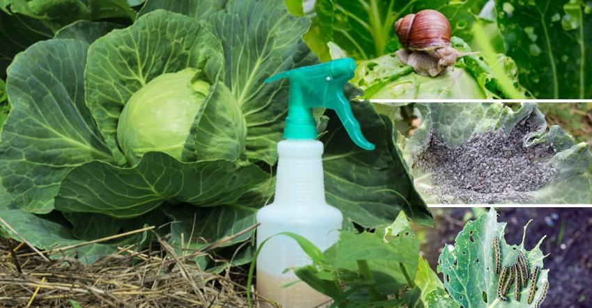 Обробка капусти від шкідників Обробка капусти від шкідників